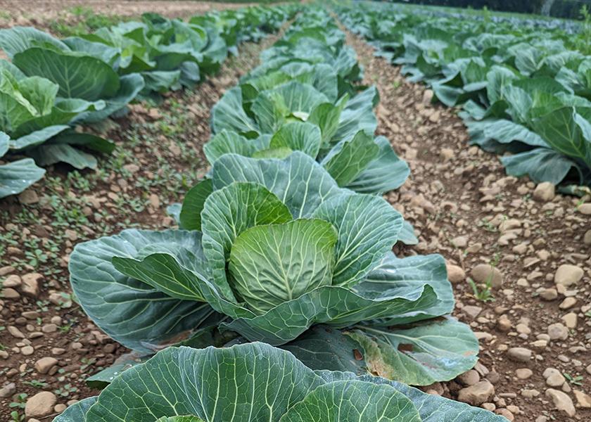Baldwinville, N.Y.-based Reeves Farms expects to have good-quality cabbage, zucchini and other items this summer, says president Brian Reeves. 