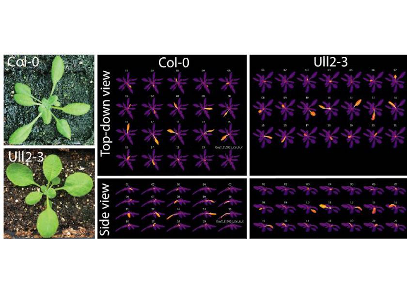 Two Arabidopsis species, Col-0 and Ull2-3, with contrasting leaf shapes and developmental reproducibility. Left, photographs of rosettes, right, top-down and side views of X-ray Computed Tomography (CT) scans (purple) and the isolation of individual leaves (orange). Photo courtesy of Dan Chitwood.