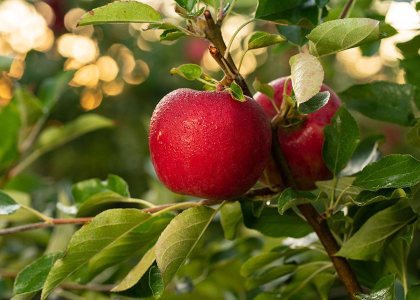 Rave apples are harvested starting in late July and go to market beginning in early August.