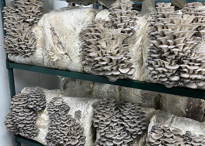 The Packer takes a peek into the grow chambers of specialty mushroom grower Smallhold and learns how the grower continues to expand its footprint across the U.S.