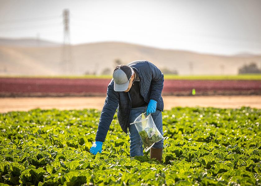 The two-year "Romaine Test and Learn" study will collect and analyze food safety data from California LGMA members in a sectorwide effort to analyze trends, gain insights and raise the bar for food safety in romaine production. 