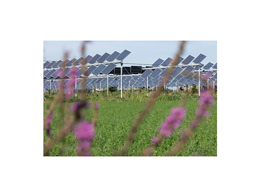 Agrivoltaics, or dual-use farming, involves installing solar panels above agricultural fields, to harness the dual benefits of crop production and renewable energy generation.