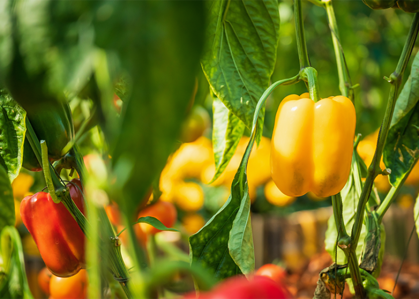 Bell peppers don't like rain, says Mike Way, CEO of Prime Time International.