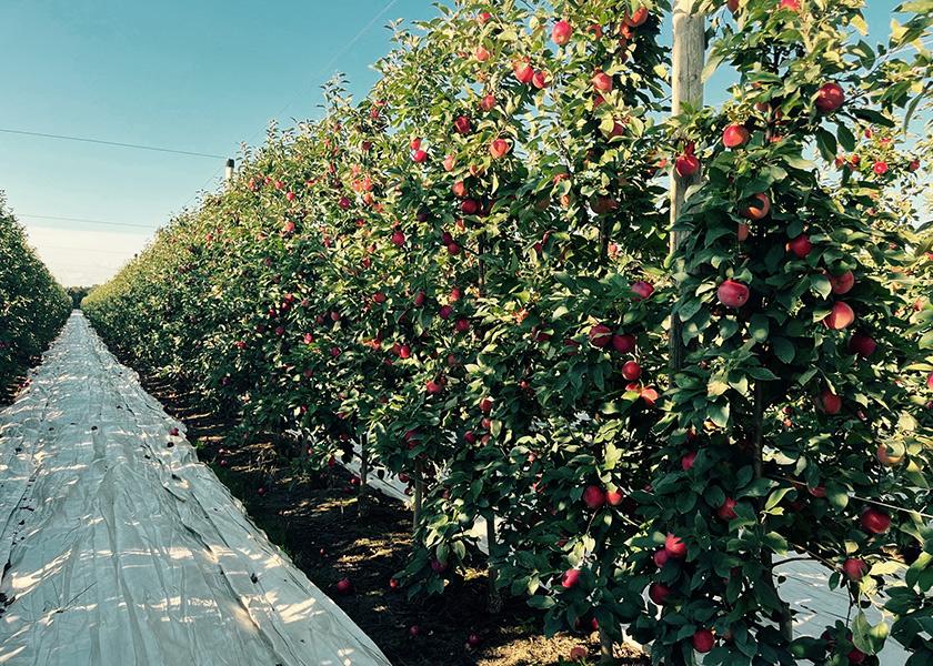 The SweeTango is one of the first apple varieties that Sparta, Mich.-based Applewood Fresh Growers LLC will harvest this season, says Shelby Babcock, marketing and sales specialist. Growing conditions were typical for the Michigan region, she says, and quality “looks to be very clean, with a good range of sizes.”