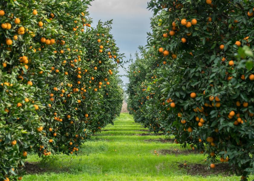 Oppy is bringing in an increasing volume of citrus from Australia, including two new varieties.