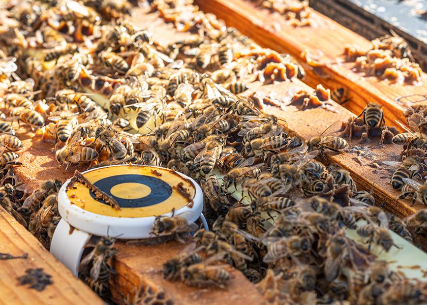 California-based agtech company BeeHero is launching a pollination insights platform that it says will give growers real-time pollination data and expand the largest dataset of bee activity, globally.  