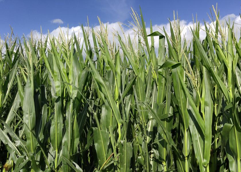 Is Your Corn Crop Worth More as Silage or Grain?