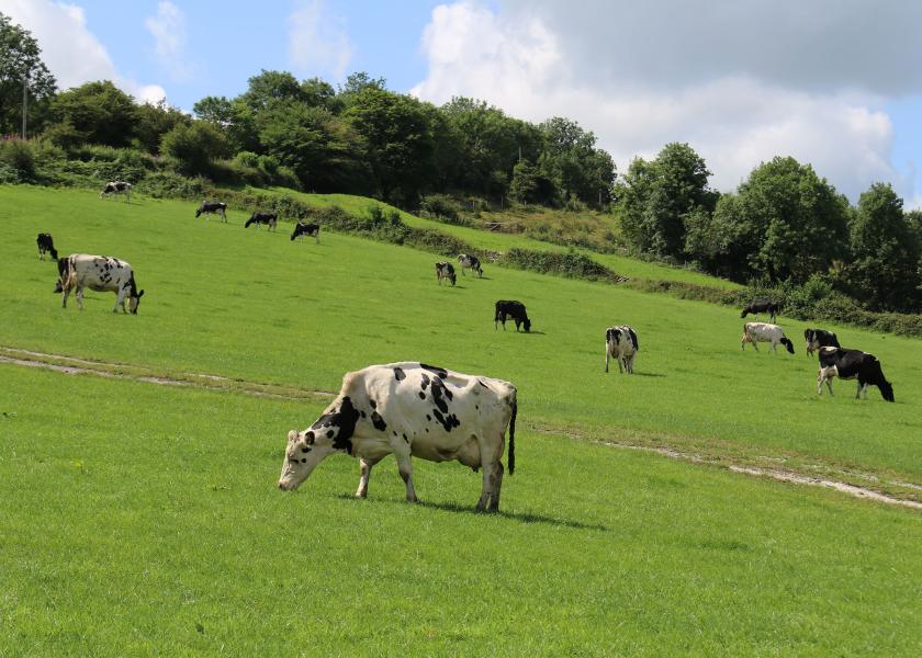 To help fill energy gaps in late-season grazing additional supplementation will likely be needed and rumen-protected fat supplements should be a key component in buffer rations to maximize milk yield and quality.