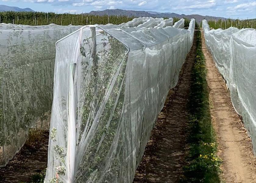 Drape Net has developed a tight-weave netting material that can protect apple and other kinds of trees from hail, birds and insect damage, says Dean Benson, who handles West Coast sales.