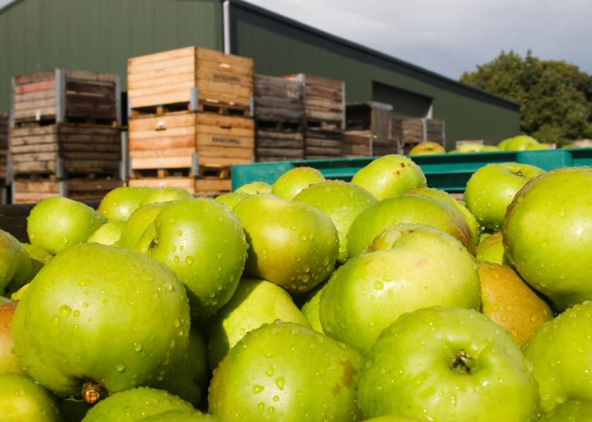 Green Apples Focus Agriculture Production Organic Apples Apple