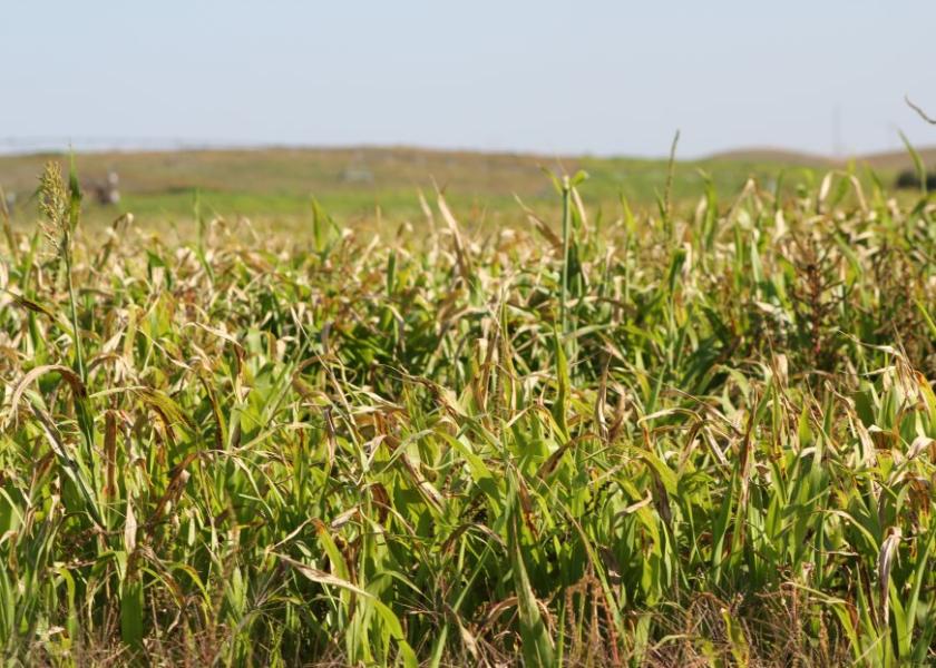 Drought stressed forages can be high in nitrates and may be potentially toxic to cattle. 