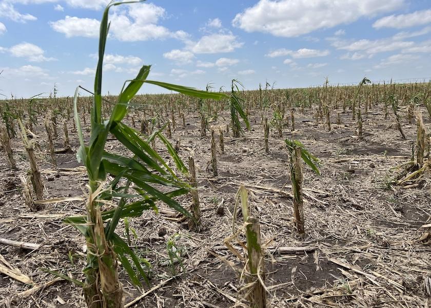 Corn fields that had tassels and stood 6 feet tall were hit by severe hail nearly three weeks ago in Sharon Springs, Kan. 
