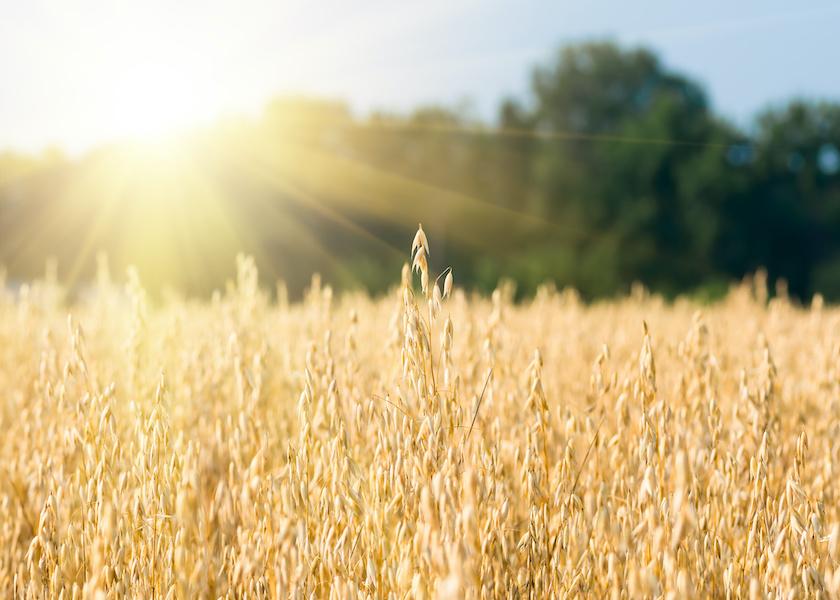 Because oats typically have been readily available and affordable, little research has been done to explore alternative ingredients to replace them in starter grain formulations. 