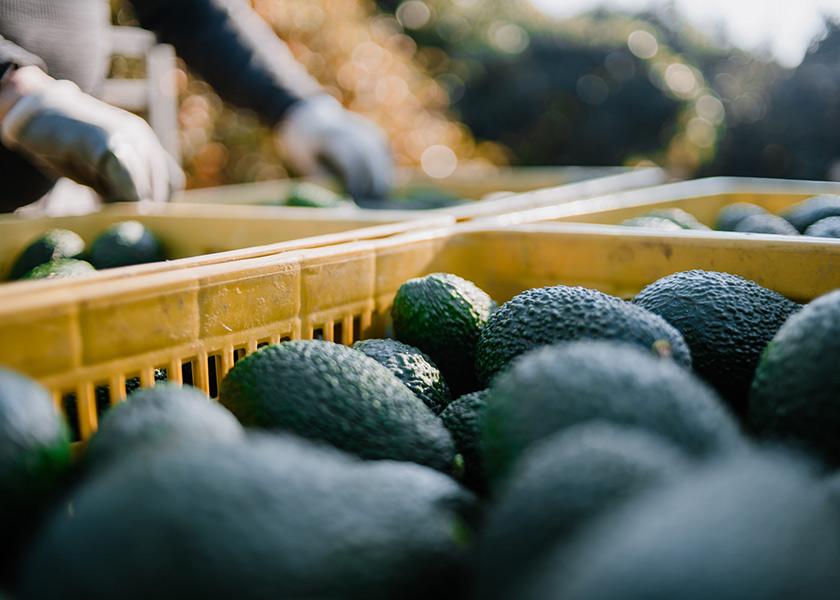 Rodrigo Lopez, category director of citrus and avocados for Oppy, said the marketer's avocado program benefits from strong support from Avocados From Mexico, the Hass Avocado Board and multiple other boards.