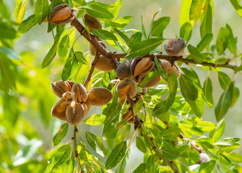 Almond crop production has kicked off this August with improved expectations that a heftier almond will offset the lowest almonds-per-acre-yield since 2009, according to a recent USDA report. 