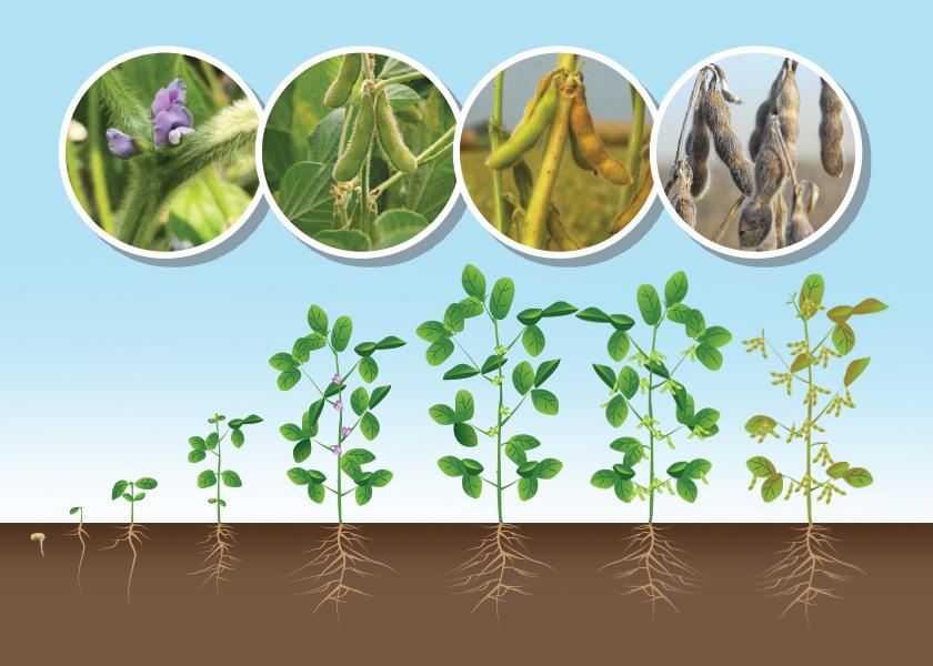 Consider these six key times and manage soybeans accordingly.