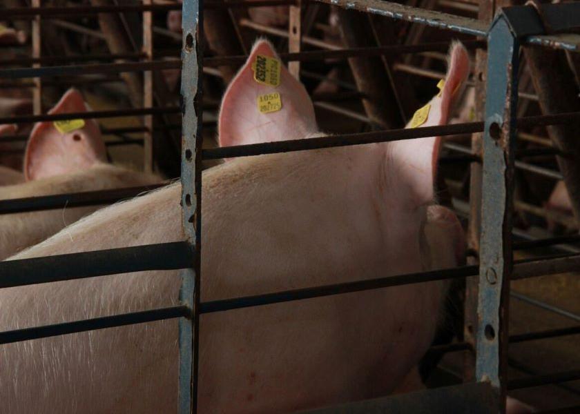 Here's a look at how producers can better influence the factors they can control to increase sow longevity.