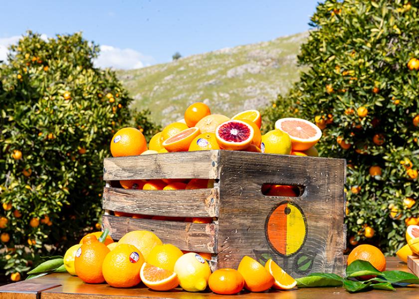As Sunkist Growers wraps its 130th season, the Valencia, Calif.-based fresh citrus cooperative is looking ahead to the return of the California citrus season.