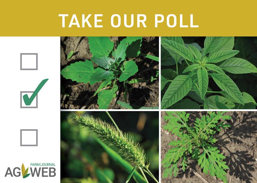 Weeds are bullies of the plant world. What weed to you love to hate the most?
