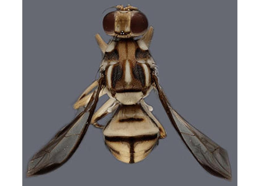 The first sighting of the Tau fruit fly in the Western Hemisphere was recently detected near Santa Clarita, Calif., launching a quarantine and multi-agency plan to stop the spread of the invasive species. 