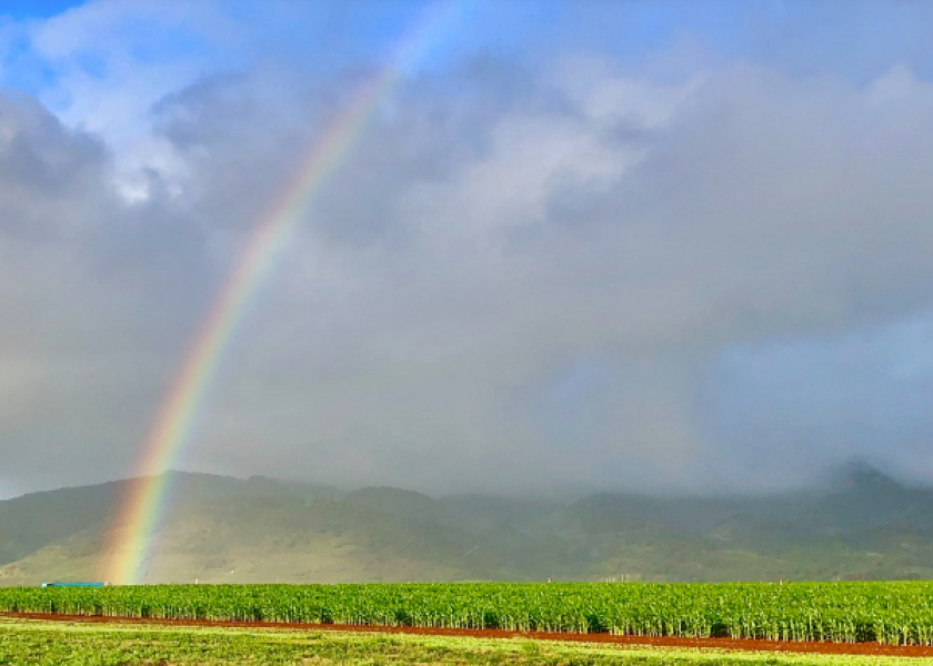 Bayer Donates $500K to Support Maui Community After Devastating Fires 