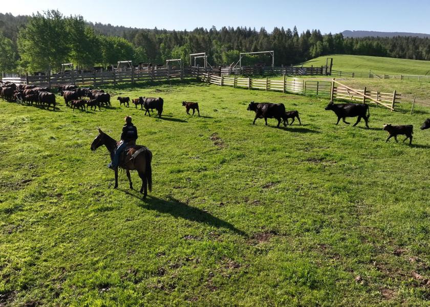 Nalivka: Prepare for a Changing Beef Industry
