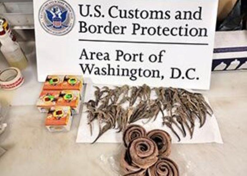 After being referred to a secondary baggage examination, agents discovered prohibited pork, in addition to 77 dry seahorses, five jars of snail ointment, and five dead snakes.