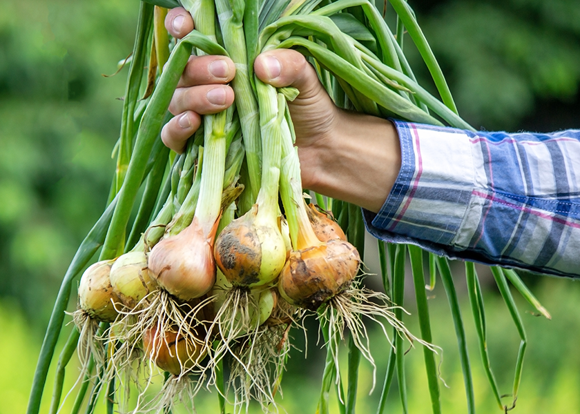 Syngenta Vegetable Seeds and Emerald Seed Co. say the companies' new agreement will help them promote new onion varieties.