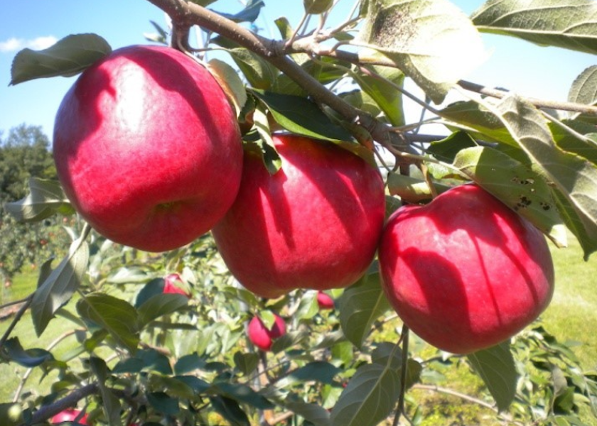 First Kiss apples are expected to be on the market by late August.