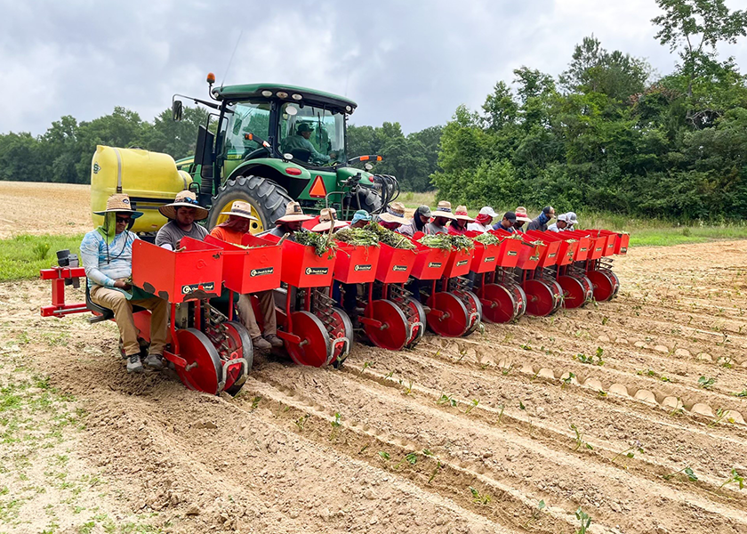 Workers plant slips for a sweet potato crop from Nashville, N.C.-based Nash Produce LLC. The company offers four kinds of sweet potatoes — covington, organic covington, murasaki and bonita, says Robin Narron, marketing director and sales support.