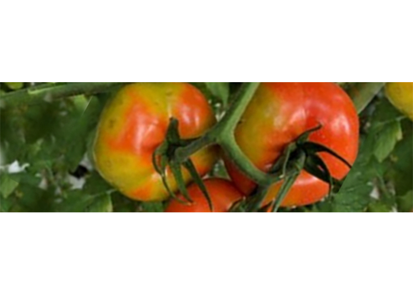 Pictured is Tomato brown rugose fruit virus (ToBRFV) in fresh tomatoes.