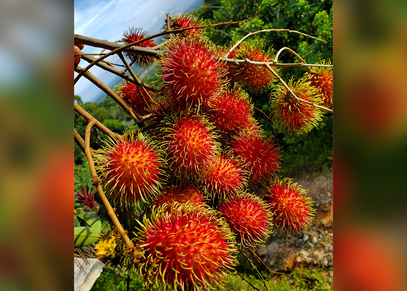 Having a rambutan program brings diversity to a retailer’s shelves and entices shoppers to head to their stores for this unique item, says Gabe Bernal, vice president for Seasons Farm Fresh.