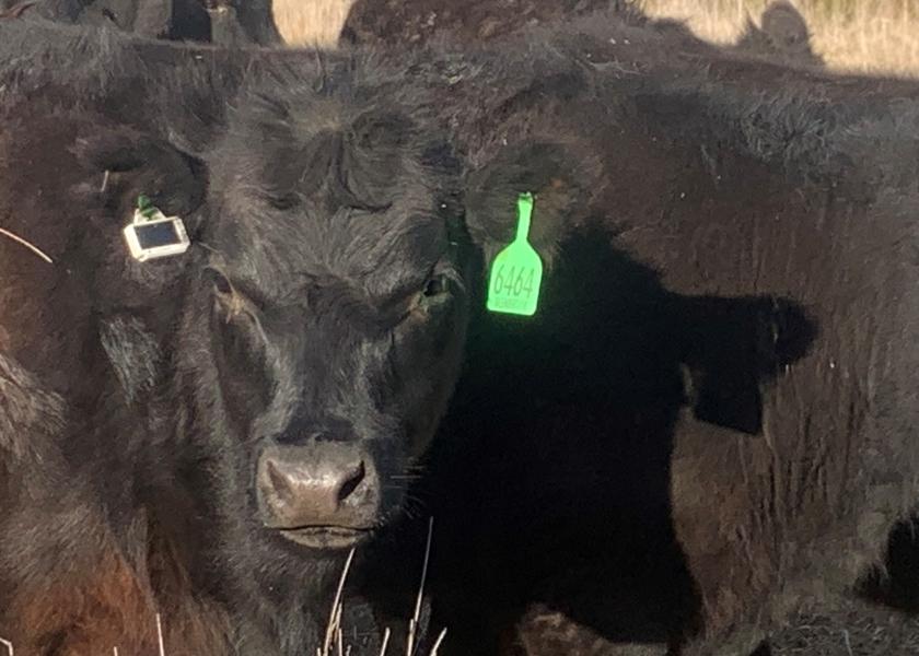 Direct-to-satellite livestock monitoring tag.