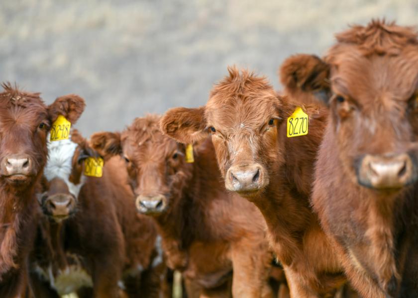 For cattle producers that are set up to feed calves in a bunk, limit-feeding a high energy diet may be a cost-effective option for growing calves this fall and winter.