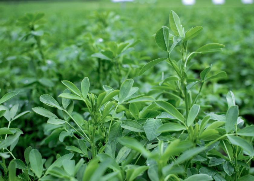 DLF Acquires Corteva Agriscience Alfalfa Breeding Program