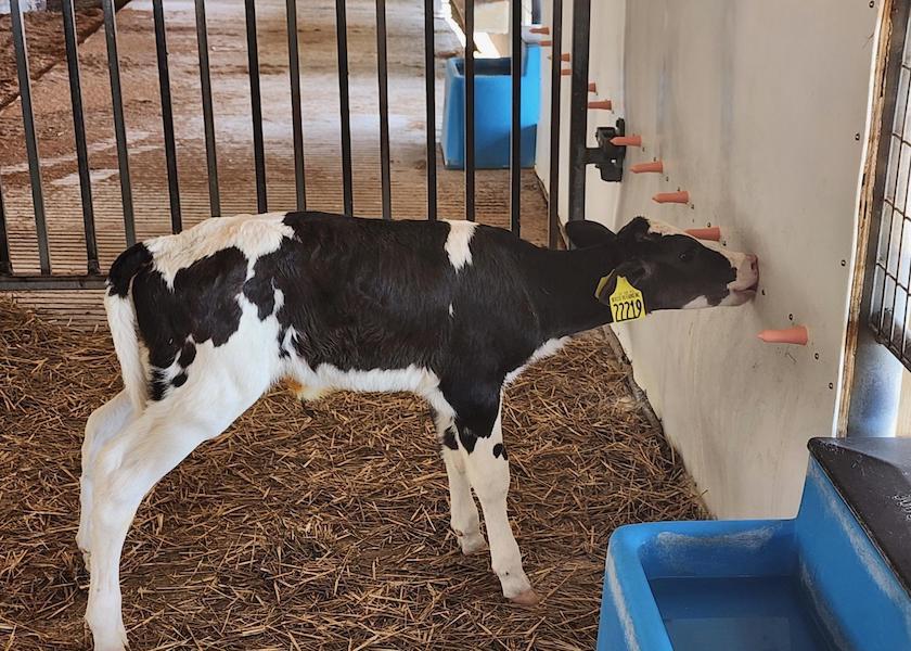 Mercer Vu Dairy of Mercersburg, Penn. wanted to utilize group housing and waste milk to raise their preweaned calves with round-the-clock access to milk. They have achieved their desired system using acidification and a programmable logic controller (PLC).