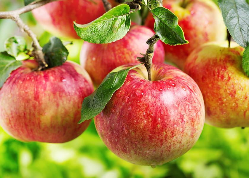 The Pennsylvania-based fruit marketing company is launching its Eastern apple season with ginger gold, Honeycrisp and mcintosh varieties, and it expects peak supply from November to January.