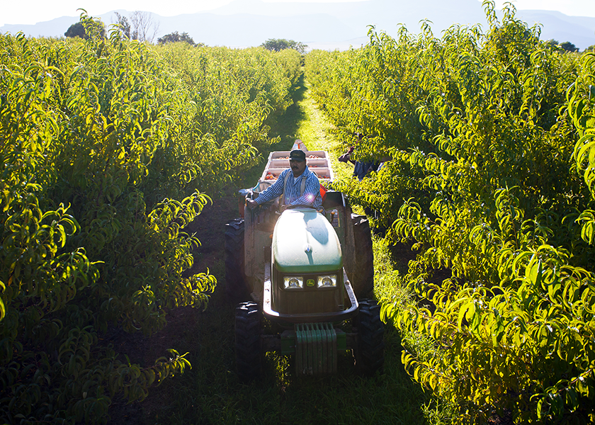 Charlie Talbott, a partner at Talbott Farms Inc., Palisade, Colo., says he was pleased with the quality of the company’s peaches this year. “We had a great spring for growing,” he said. The company has replaced about 50,000 trees since a freeze hit the crop in 2020. 