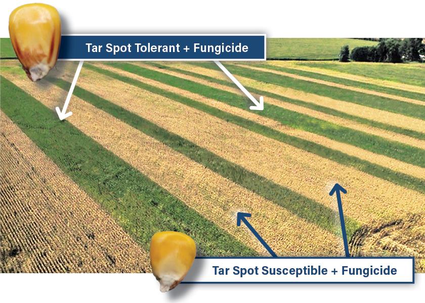 Tar spot was heavy in 2021. This field shows the difference in plant health between hybrids with tar spot tolerance and those that are susceptible.