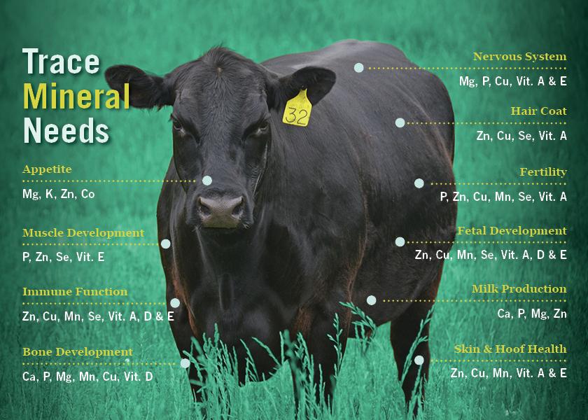 While trace mineral deficiencies can vary widely by animal and region, the most common ones Jeffery Hall, DVM, PhD, DABVT, sees in cattle today are insufficient copper, manganese, selenium and zinc. 