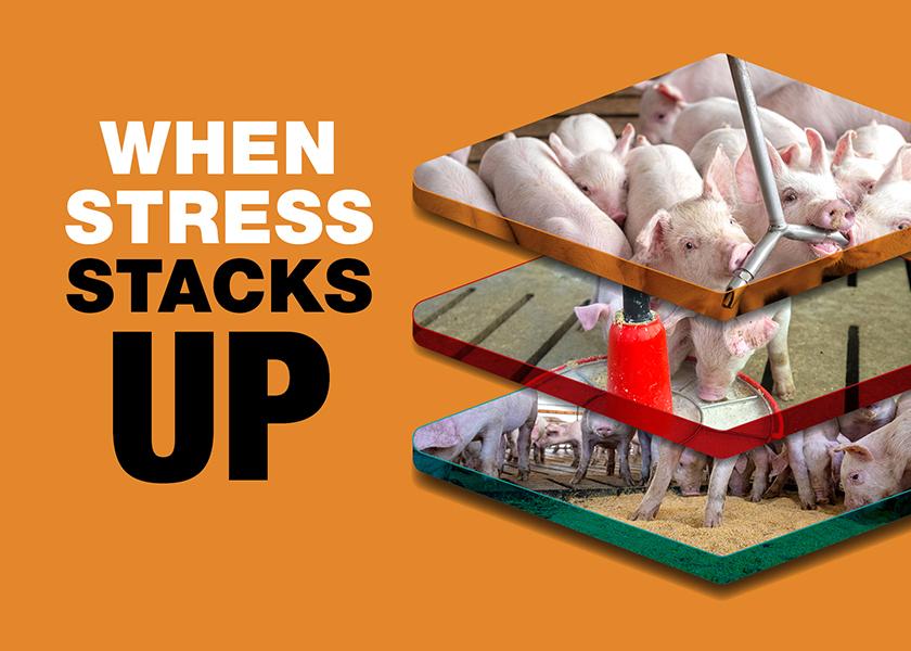Providing an appropriate phase feeding program to match the nutrient requirements and digestive abilities of weaned pigs is critical.