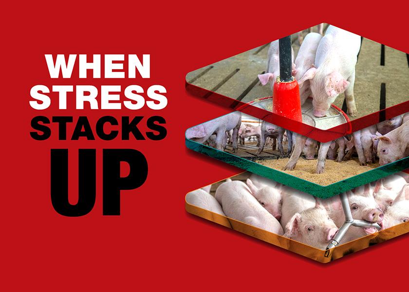 If you can help a pig get through the stress, all of a sudden you have a pig that starts better and you improve their lifetime performance, says Denny McKilligan of TechMix.