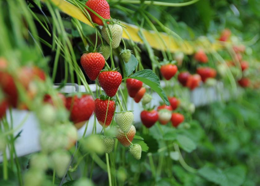 Bayer is expanding to meet the needs of strawberry growers, the company says.