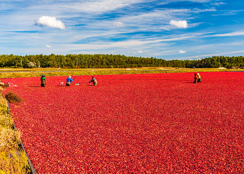 Cranberry production in Massachusetts, forecast at 2 million barrels, is down 12% from last year, according to the USDA.