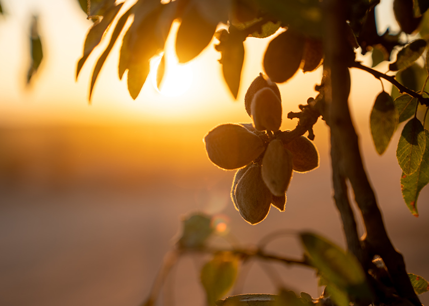 California’s 2023 almond crop will come in at 2.6 billion meat pounds, 1% above last year’s 2.57 billion pounds, according to a USDA estimate prior to Tropical Storm Hilary, which hit the state in late August.