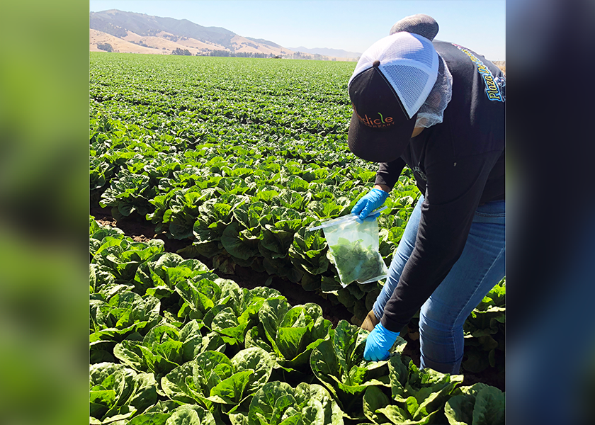Researchers from Lancaster, Pa.-based Eurofins Microbiology Laboratories Inc. collect field samples of lettuce for testing. Eurofins says the food industry is becoming proactive and focuses on proactive risk assessment instead of waiting for pathogens to be detected that could affect food safety.