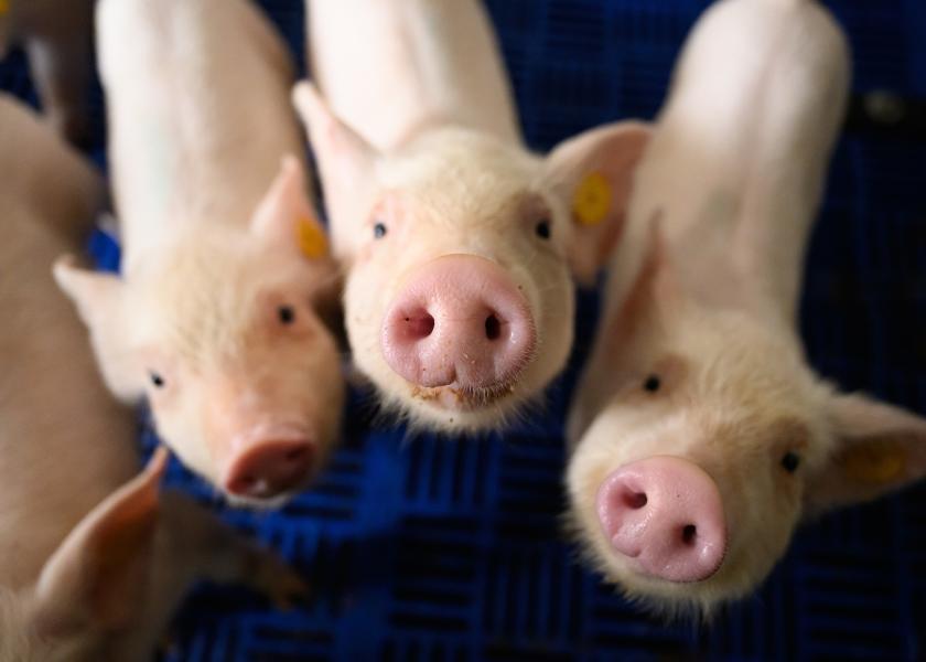 The U.S. pork industry navigates record pig productivity, lower weights, volatile markets and international hurdles.