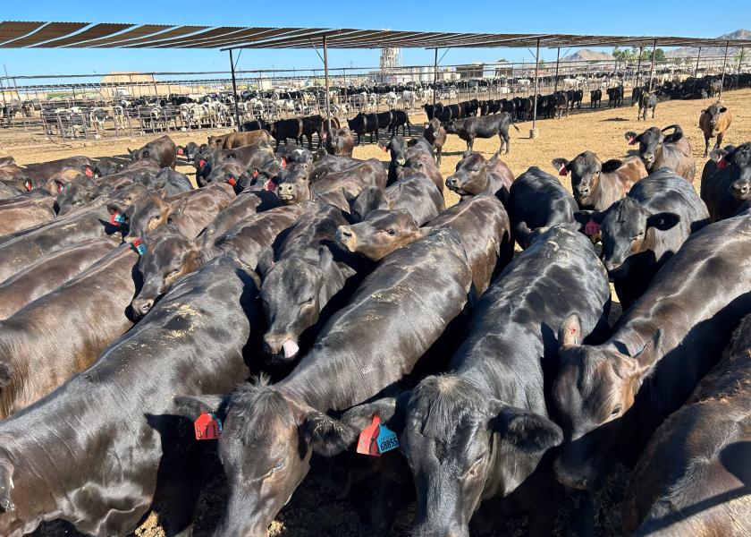 As beef-on-dairy animals within the feedlot system continue to rise, feedlots are craving two key pieces of information to help ensure these crossbred cattle thrive.