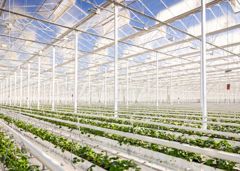 Shown is the Kentucky greenhouse location for Ever Tru Farms strawberries.