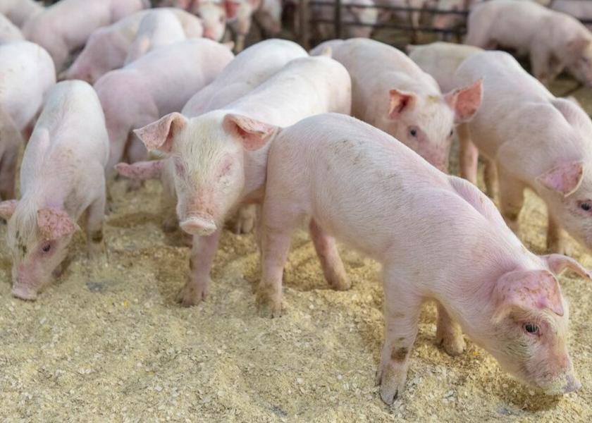 Cash Feeder Pig Prices Average $61.61, Up $4.01 Last Week